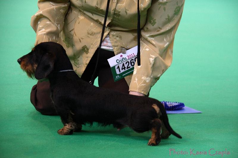 Crufts2011_2 531.jpg